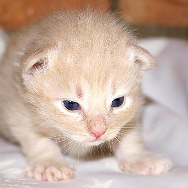 Sibirische Katzen Floris von der Gronau